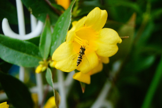 蜜蜂采花