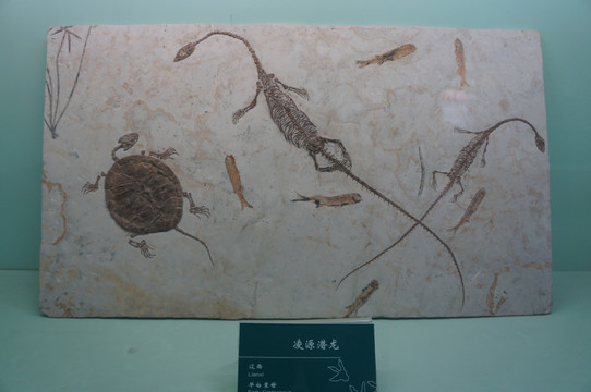 甘肃省博物院古生物化石