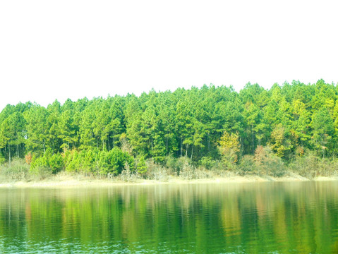 湖边松树林