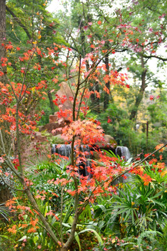 红叶 秋色 瀑布假山