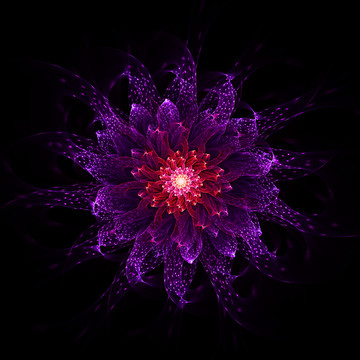 夢(mèng)幻之花