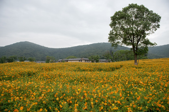 拈花小镇 田园风光