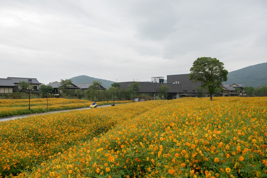 拈花湾花海