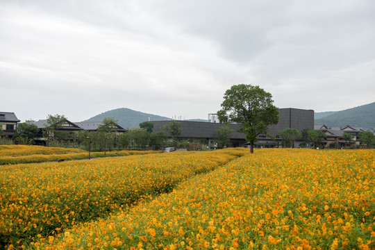 拈花小镇花田