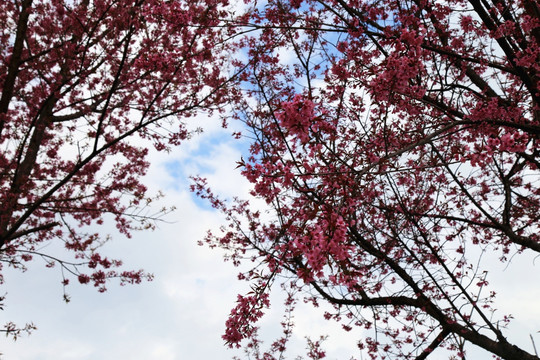 冬樱花 盛开冬樱花 花卉 樱桃