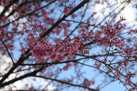 冬樱花 盛开冬樱花 花卉 樱桃