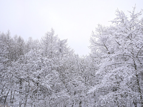 冬季森林雪景