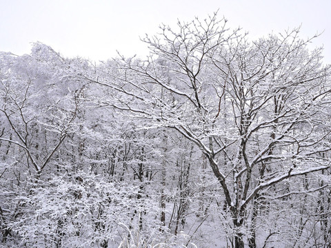 冬季森林雪景