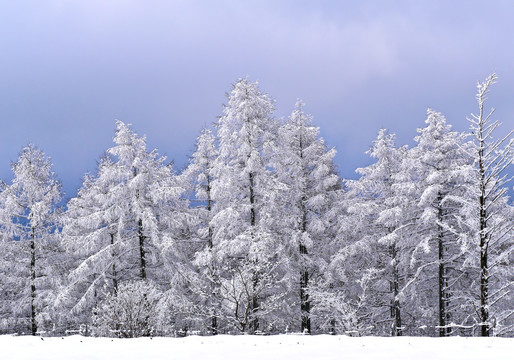 冬季森林雪景