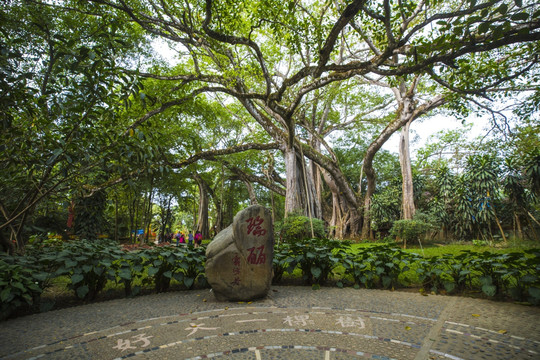 瑞麗獨(dú)樹(shù)成林景區(qū)