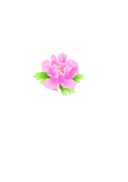 粉色牡丹花