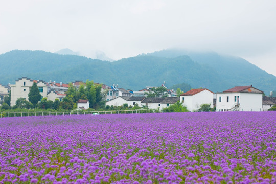 薰衣草花田