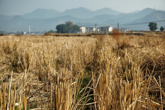 田野