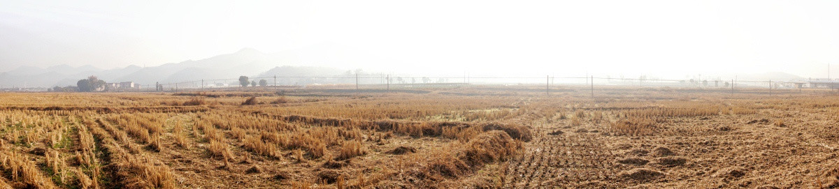 田野