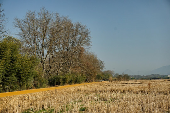 田野