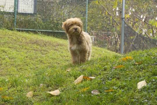 草坪玩耍的小狗 雪纳瑞犬