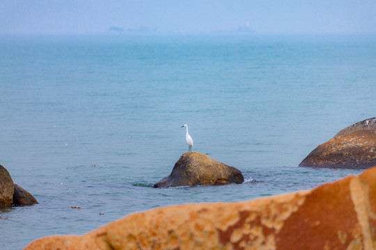 沧海白鹭