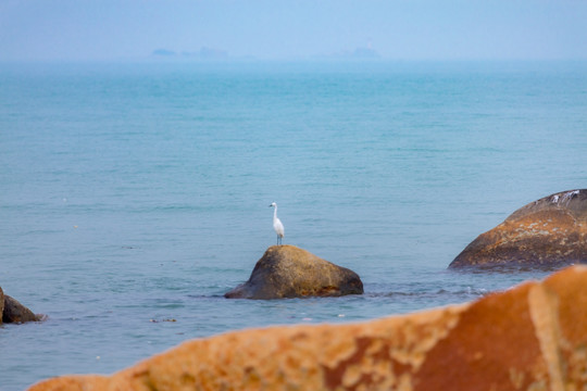 沧海白鹭