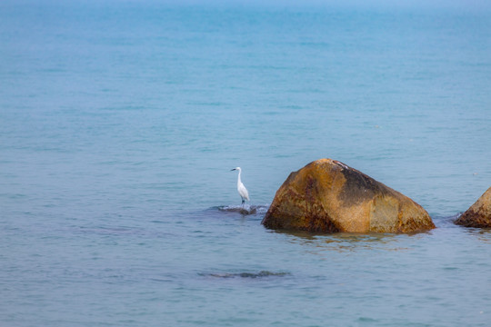 沧海白鹭