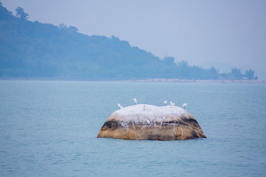 沧海白鹭