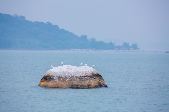 沧海白鹭