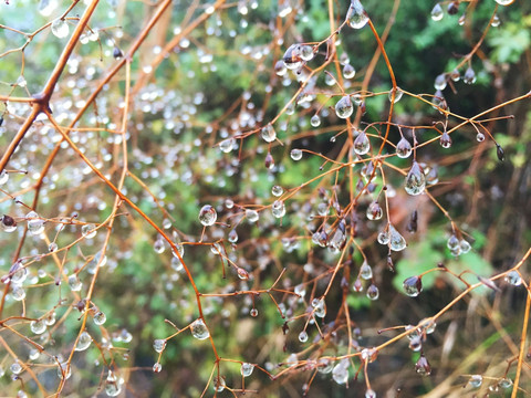 雨后露珠