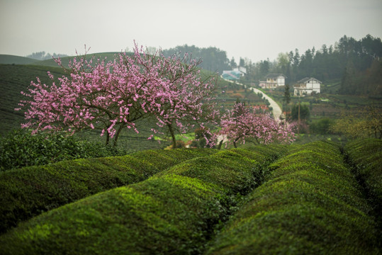 茶园风光