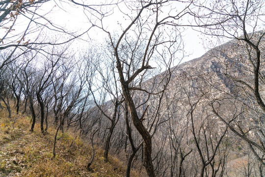 山地树林