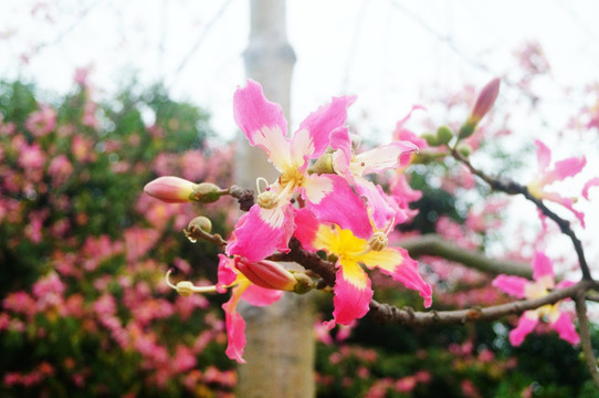 木棉花