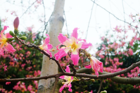 木棉花