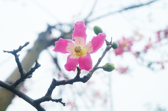 木棉花