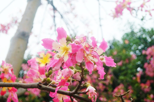 木棉花