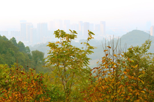 山间秋林 山地树林