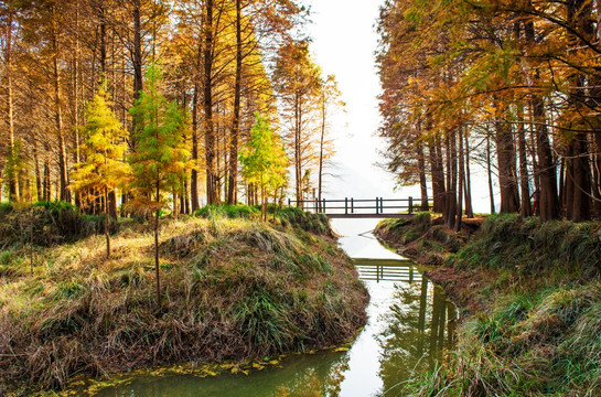 红杉林 杉树林 风景