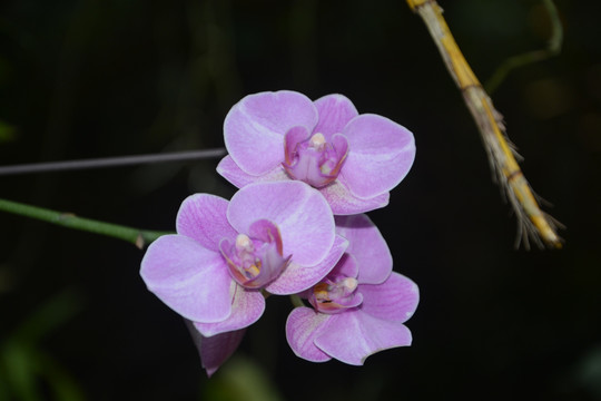 粉色花朵 鲜花