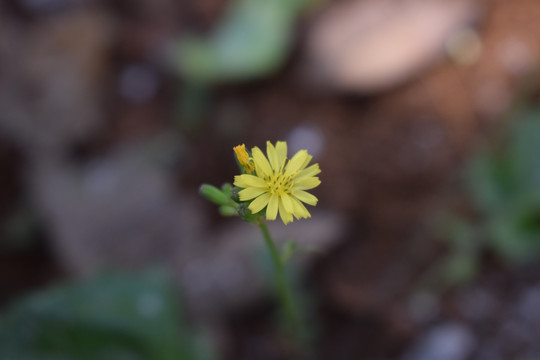 唯美小野花小黄花