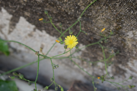 黄色花朵小黄花墙角