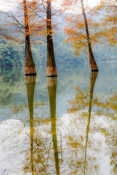 金色水杉