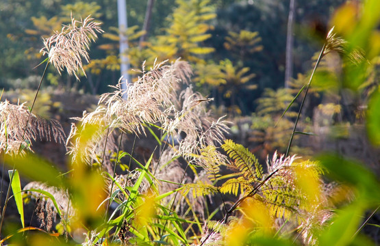 野草