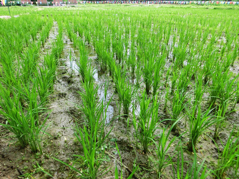 水稻  稻田