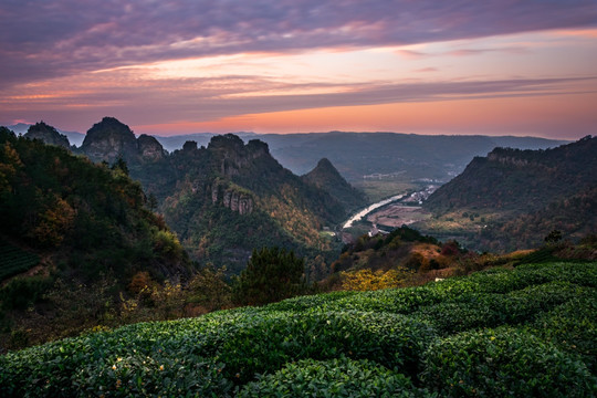 远山茶园