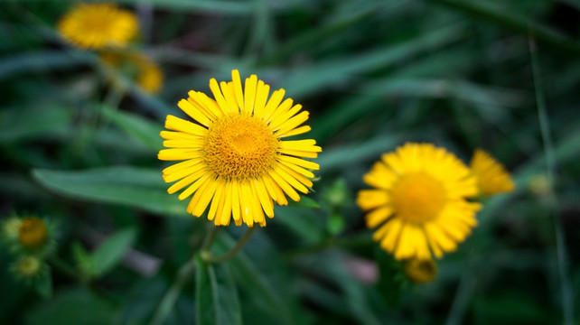 小菊花