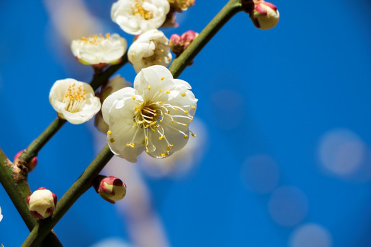 黑龙潭午后梅花