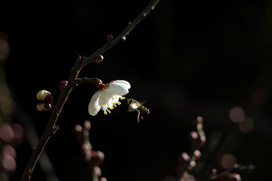 梅花吸引蜜蜂采蜜