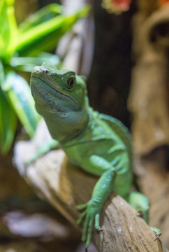 四脚蛇 蜥蜴 Lizard