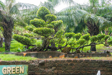 大型盆景 园林植物 植物造型