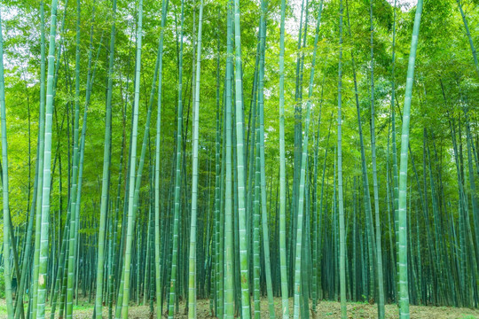 竹子竹林竹叶