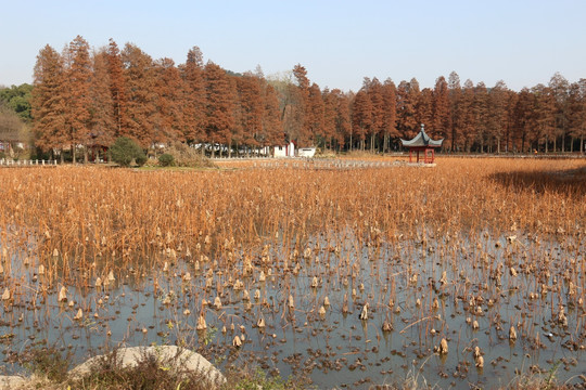 磨山公园风景