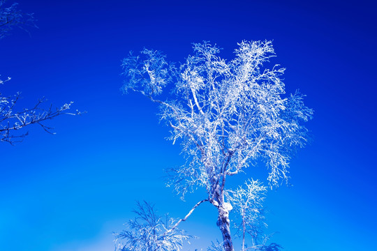 雪景雾凇