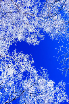 仰拍冰雪樹掛